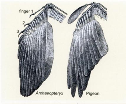 Comparación entre el ala de un Archaeopteryx y una paloma actual "Glorified dinosaurs" L. M. Chiappe
