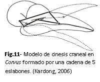 Fig11.JPG