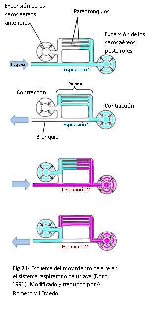 Fig21.JPG