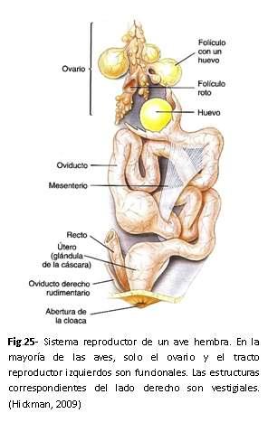 Fig25.JPG