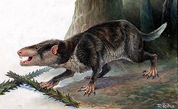 250px-Gobiconodon.jpg