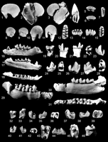 i0022-3360-077-04-0745-f04.gif