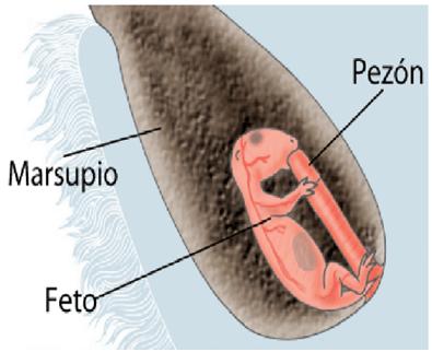 maesupialfeto1111.JPG