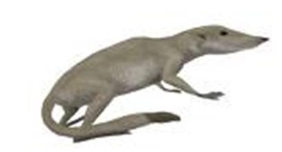 zamb.JPG