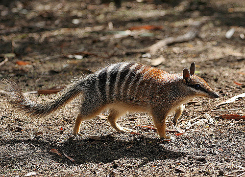 Dasyuromorphia.jpg