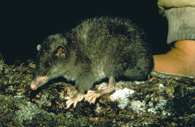 Paucitubersulata.jpg