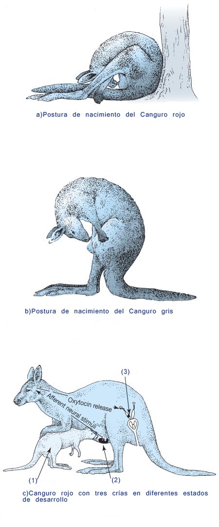 cria_MOD.jpg