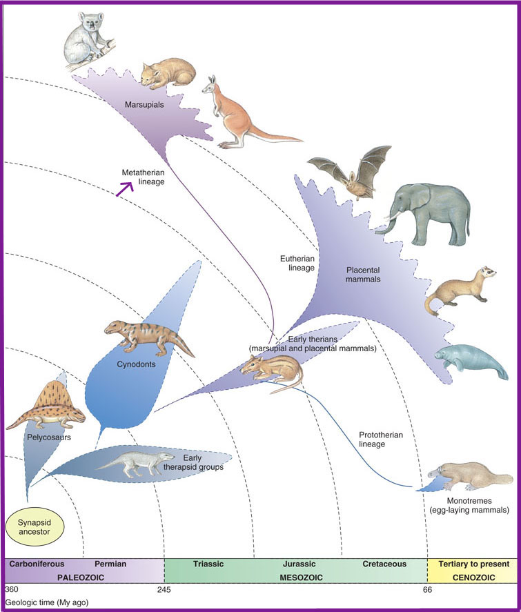 esquema_evolutivo_mod.jpg