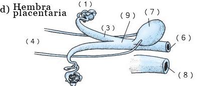 hembra_placentaria.jpg