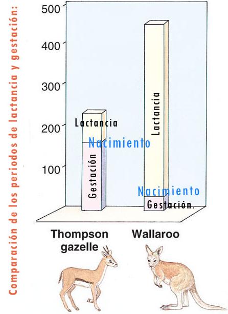 tiempos_de_lactancia_mod.jpg