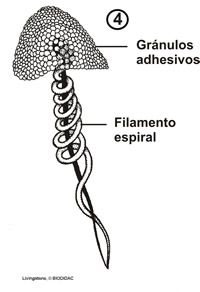 coloblasto.jpg
