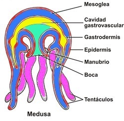 wwwmedusa.jpg