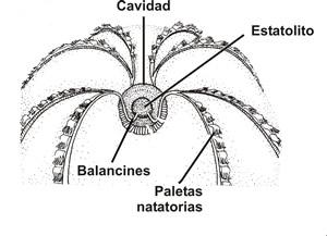 ESTATOLITO.jpg