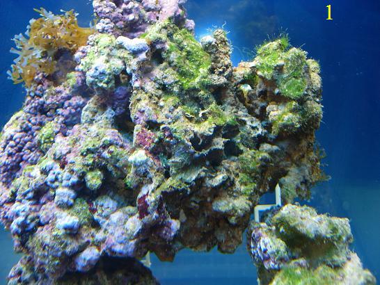 Alga coralina