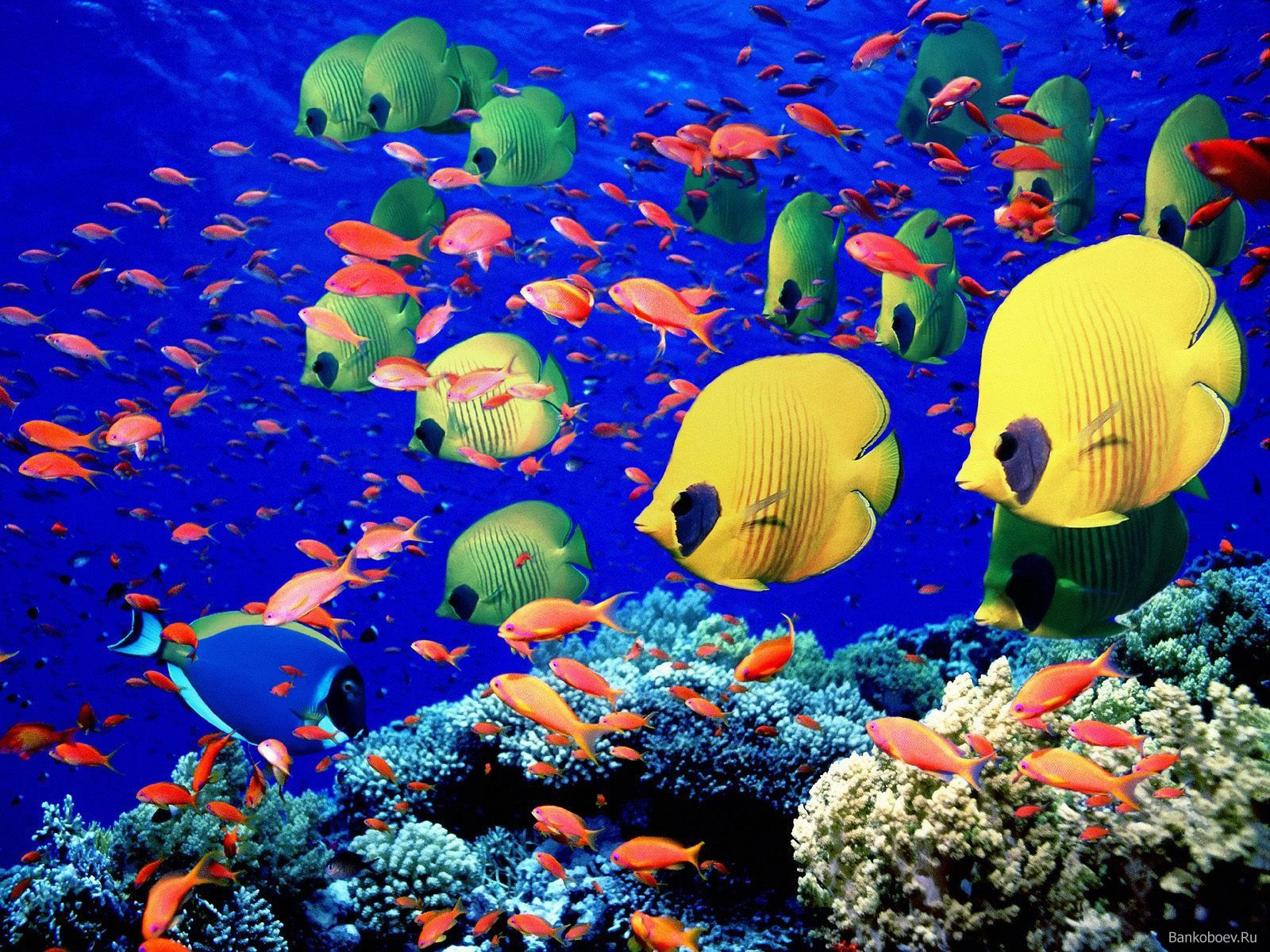 peces-y-arrecifes-coral.jpg