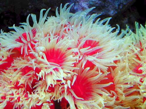 Pólipo coralino