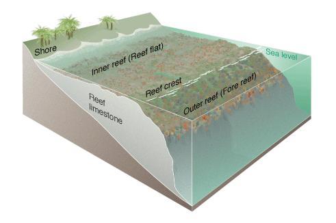coralreef.jpg
