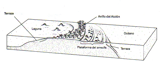 Esquema de un atolón. Modificado de: Ruppert Barnes, Zoología de los invertebrados. 6ª Edición.