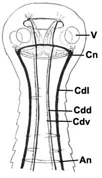 external image 5zobwg.jpg