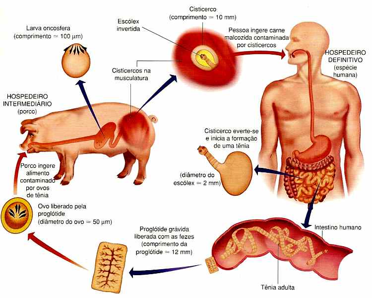 ciclo-de_vida_solium.jpg