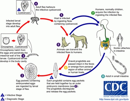 ciclo_caninum.jpg