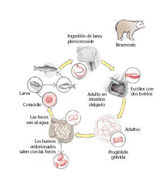 ciclodevidalatum.jpg