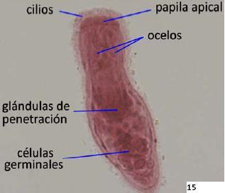 Dibujo15.jpg