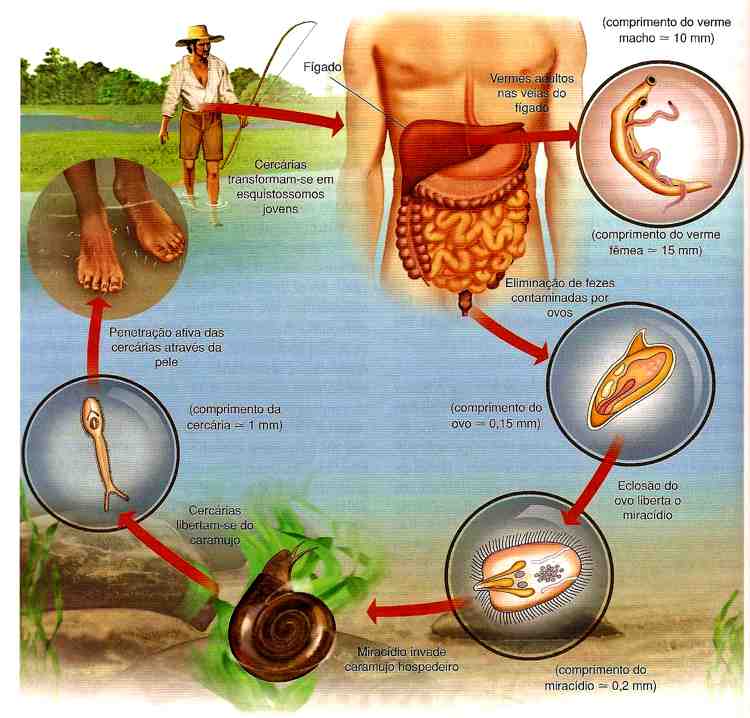 ciclo-do-schistosoma-mansoni.jpg