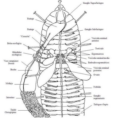 Anatomia interna de un hirudinido