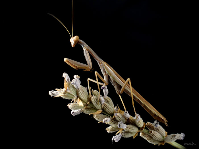 Macho de Iris oratoria por Marcelo