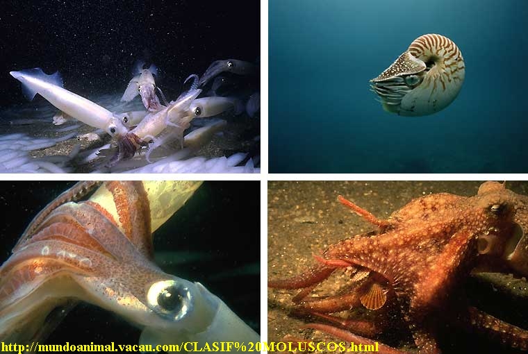 33-22-CephalopodsCollage.jpg
