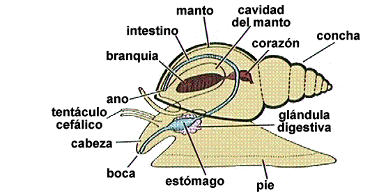 Caracoles (gastronomía) - Wikipedia, la enciclopedia libre