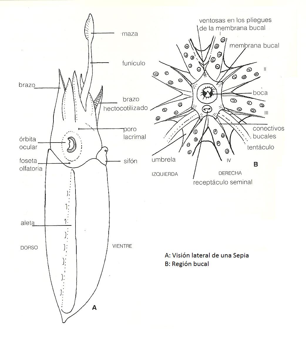 imagen 6: Anatomia interna de una sepia