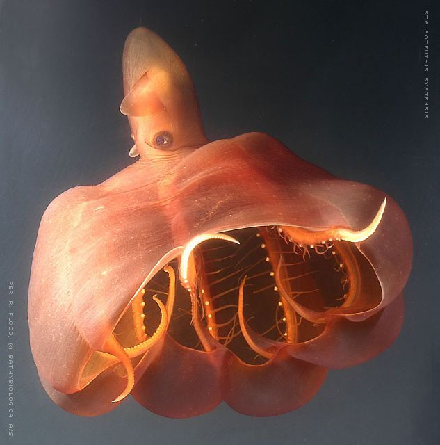 imagen 23: Octopus cirrate