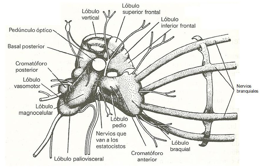 imagen 13: Encéfalo de Octopus dofleni