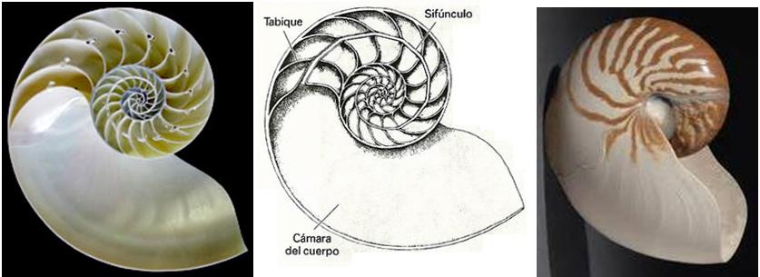 imagen 9: Concha de nautiloideos