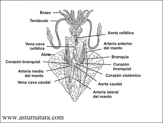 circulatorio.jpg