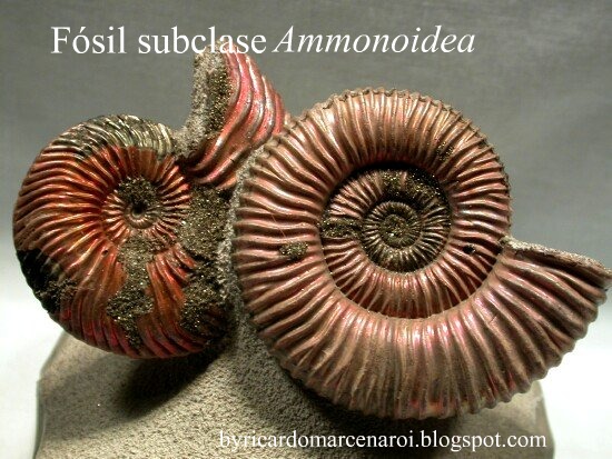fosil_subclase_ammonoidea.jpg