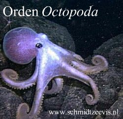 octopoda_www.schmidtzeevis.nl.jpg