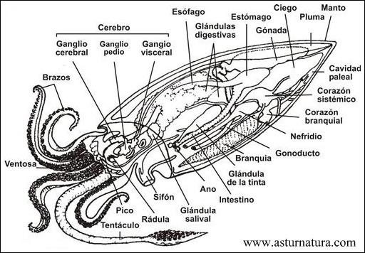 www.asturnatura.com_cefalopodos_anatomia_interna.jpg