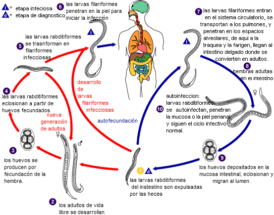 Ciclo de vida de S. stercoralis. Laboratory identification of Parasites of Public health Concern.
