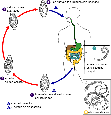 ciclo de Vida de T. trichiura. Laboratory identification ok Parasites of Public Health Concener