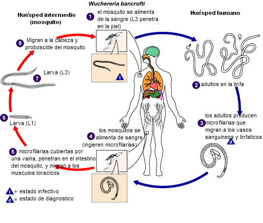 Ciclo de vida de W. bancrofti. Laboratory identification of Parasites ok Public health Concern