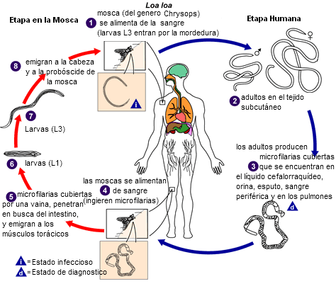 Ciclo de vida de L. loa. Laboratory identification of Parasites ok Public health Concern