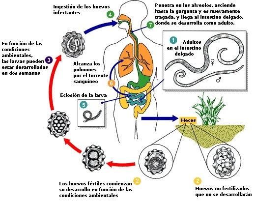 Ciclo de vida A. Lumbricoides. Laboratory identification of Parasites of Public health Concern.