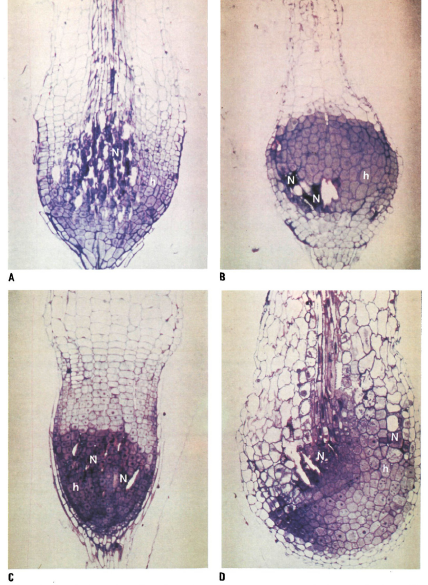 Secciones longitudinales semifinas de agallas produccidas por L. Profundorum en trigo (A), en cebada (B), en veza (C) y en lentejas (D), en una zona necrotica (N) rodeadas de células hipertróficas (h)