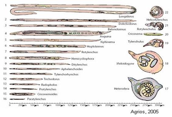 morfología y tamaño relativo de los nematodos fitoparásitos más importantes
