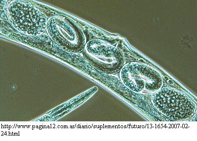 hembra de Caenorhabditis elegans con larvas en su interior