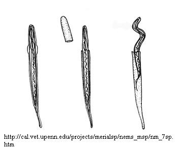 dibujo de las fases en la muda de un nematodo