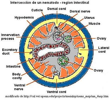region_intestinal.JPG